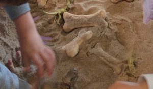 IMG_0070 (1)