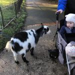 Play B C under twos meet a goat in Carshalton Grove