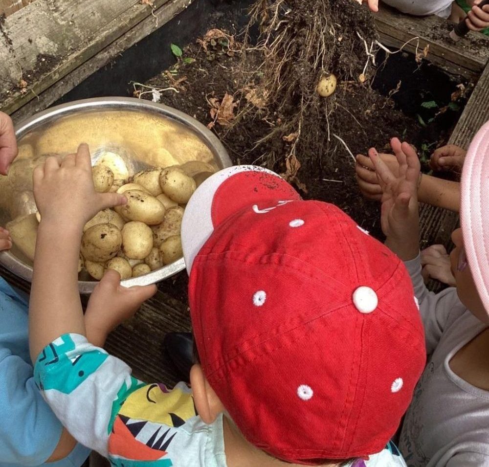 Children harvesting potatoes